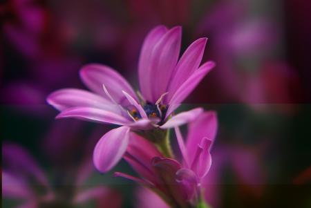 Flowers in the Garden