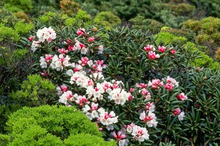 Flowers in the Garden