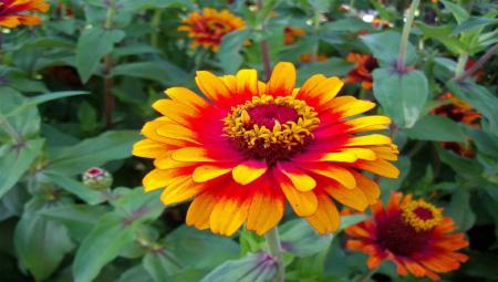 Flowers in the Garden