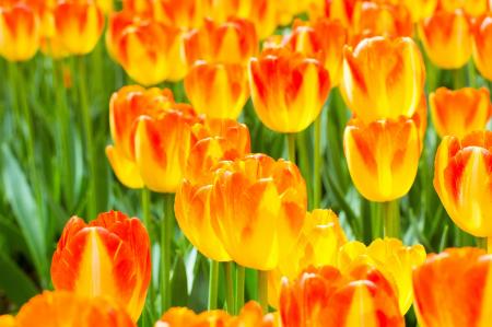 Flowers in the Garden