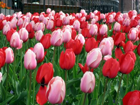 Flowers in the Garden