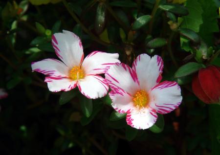 Flowers in the Garden