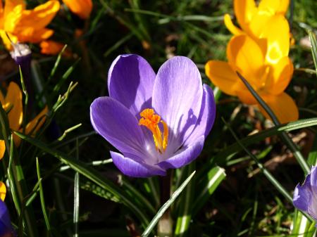 Flowers in the Garden