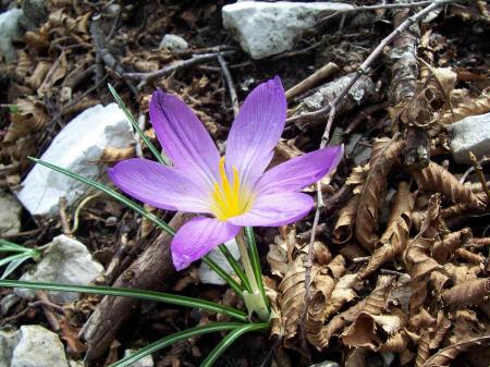 Flowers in the Garden