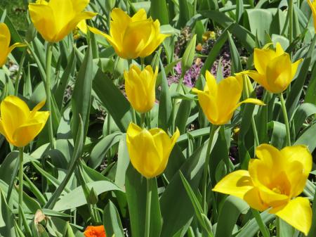 Flowers in the Garden