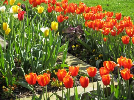 Flowers in the Garden