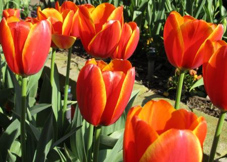 Flowers in the Garden