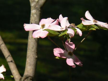 Flowers in the Garden