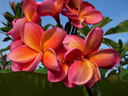 Flowers in the Garden