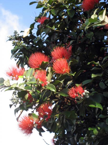 Flowers in the Garden