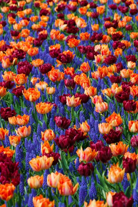 Flowers in the Garden