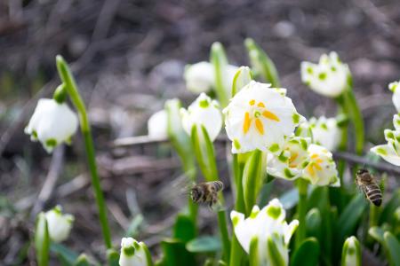 Flowers in the garden