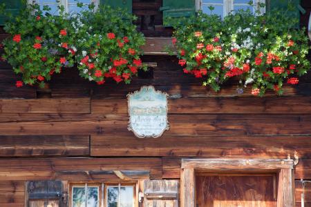 Flowers in the Window