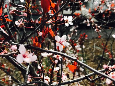 Flowers On A Tree