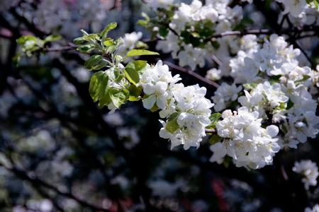 Flowers on appletree