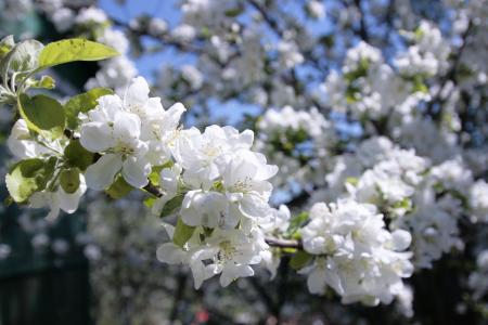 Flowers on appletree