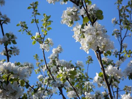Flowers on appletree