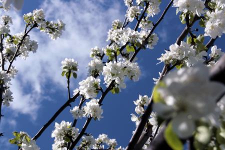 Flowers on appletree