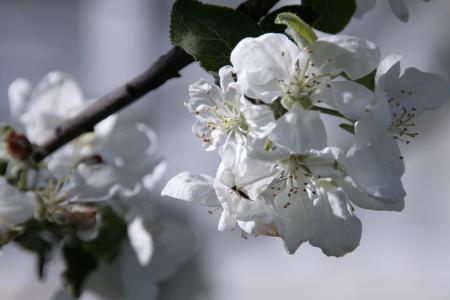 Flowers on appletree