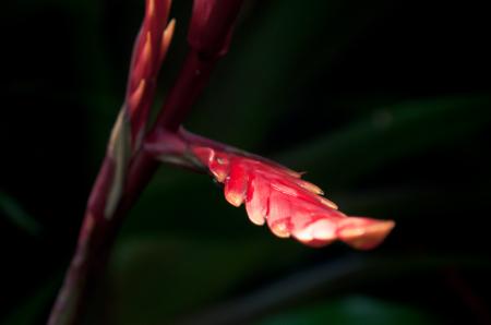 Flowers on black background