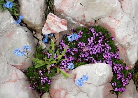 Flowers on the Mountain