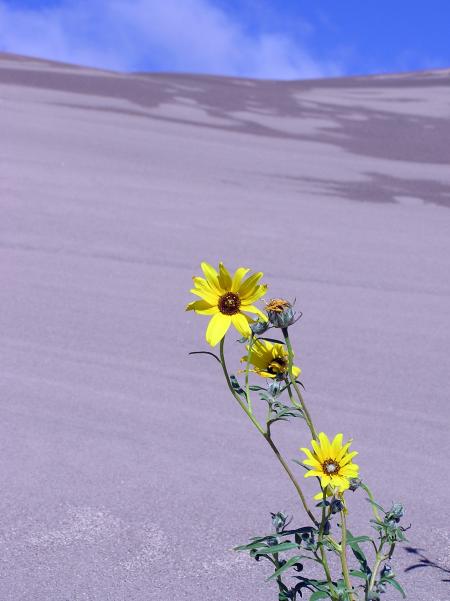 Flowers on the Sand Dunes