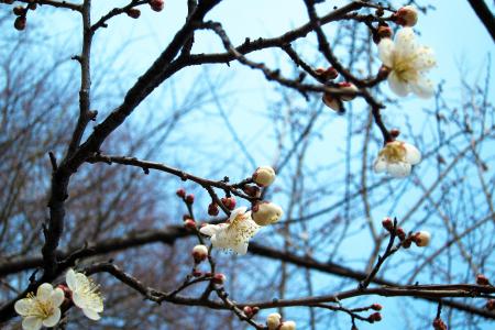 Flowers on the Tree