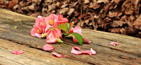 Flowers on the Wood