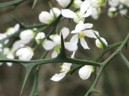 Flowers white thorn