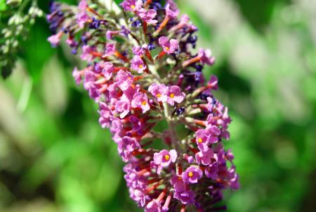Flowers Within Flowers