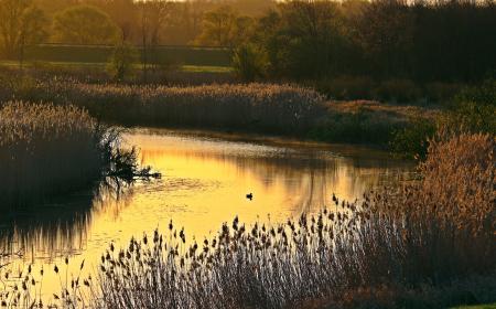 Flowing Water in a Riverside Near Brown Grass