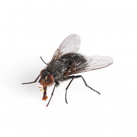 Housefly