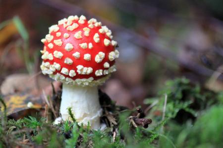 Fly-agaric