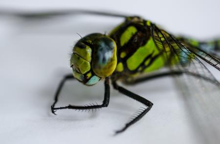 Fly Closeup