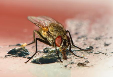 Fly Closeup