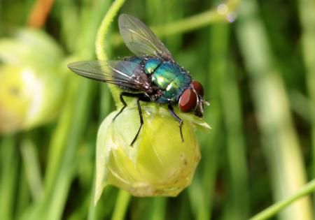 Fly in the Garden