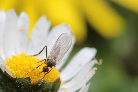 Fly in the Garden