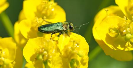 Fly in the Garden