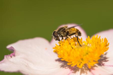 Fly in the Garden