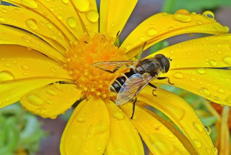 Fly in the Garden