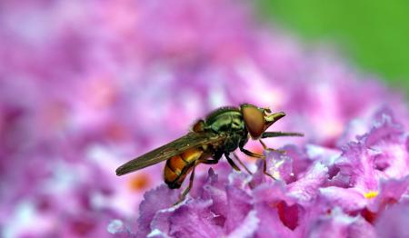 Fly in the Garden