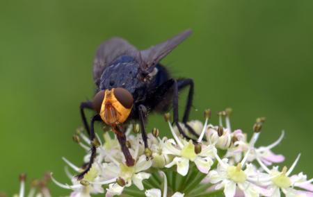 Fly in the Garden