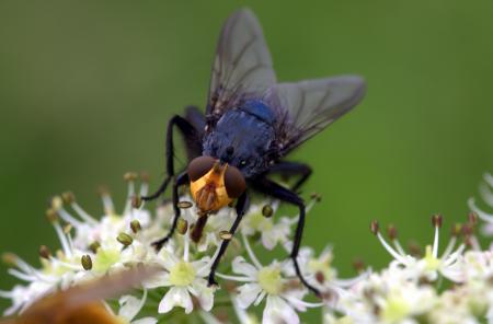 Fly in the Garden