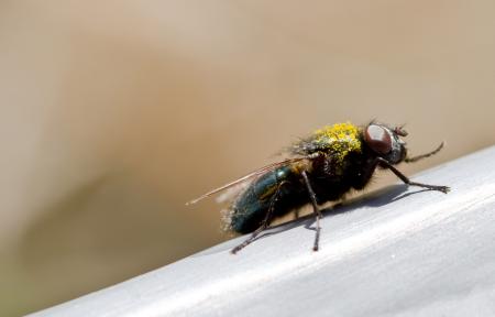 Fly macro