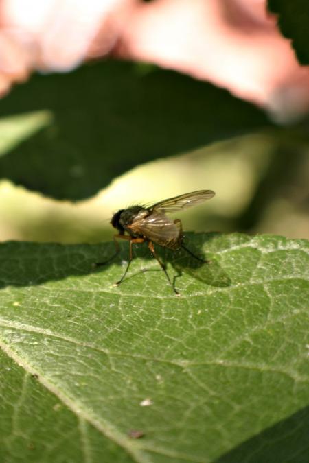 Fly on a leaf