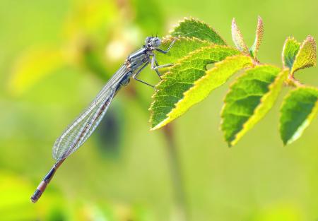 Fly on Green Leaf