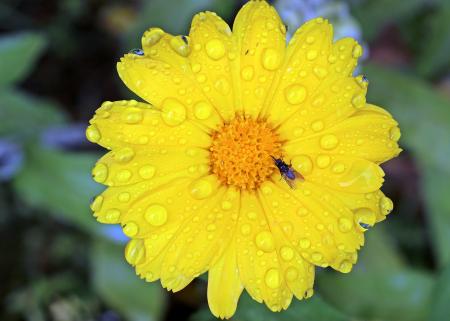 Fly on  marigold