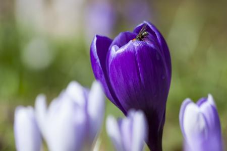 Fly on the Crocus