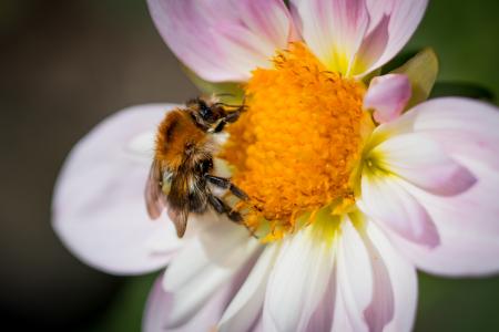 Fly on the Dahlia