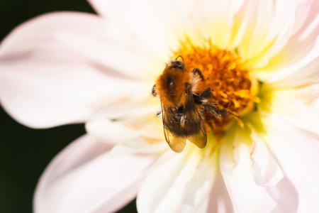 Fly on the Dahlia